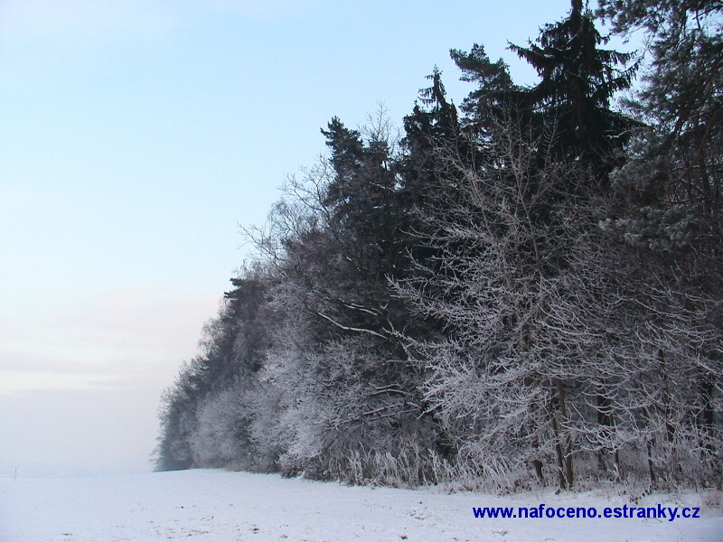 Vinarský les 2009_01_10 001.JPG