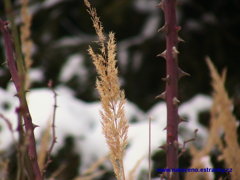Vinarský les 2009_01_10 025.JPG