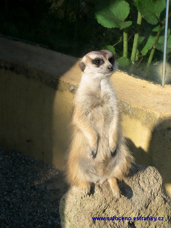 ZOO sv. Kopeček 2009_04_19 032.JPG