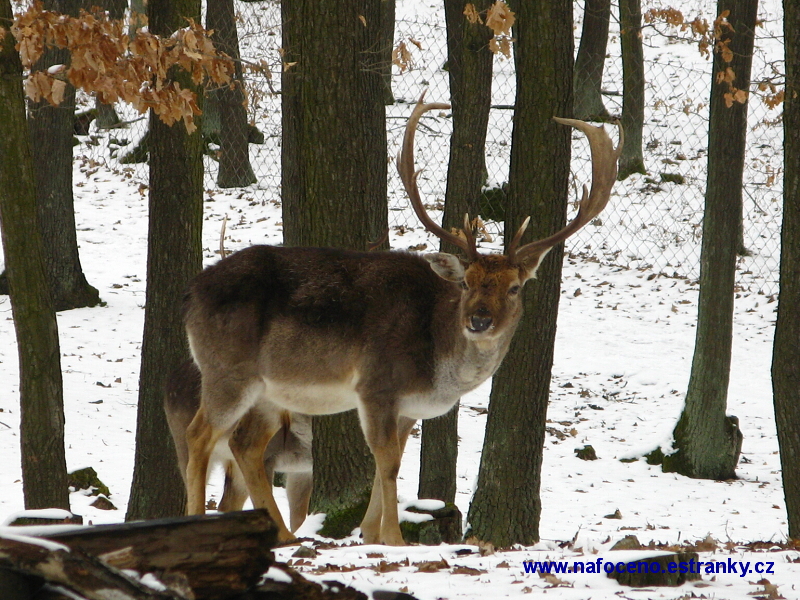 Obora Holedná 2010_03_12 003 .JPG