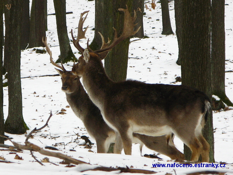 Obora Holedná 2010_03_12 004 .JPG
